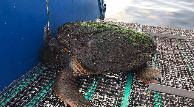 İzmir'de yine Caretta caretta ölümü