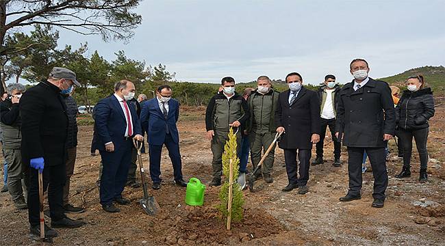 Ayvalık'ta yanan alanlarda ağaçlandırma çalışması başladı 