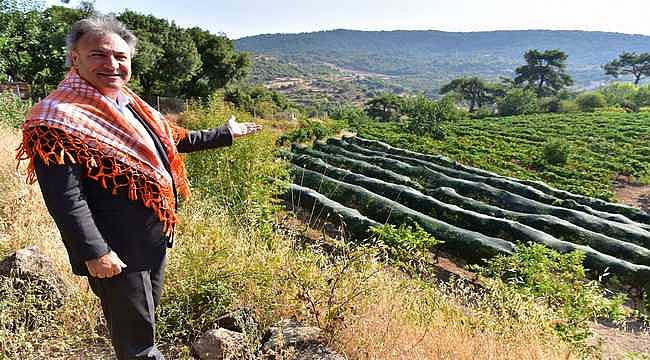 Bornova Kınalı Bamyası'na koruma kalkanı 