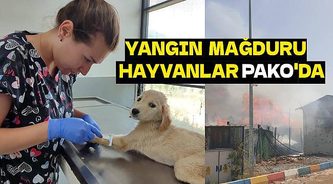 Büyükşehir'den Yangında Mağdur Olan Hayvanlara Yardım Eli: 139 Can Dostu PAKO'da!