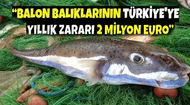 Balon Balıkları Akdeniz'i Tehdit Ediyor: Tehlikeleri, Zararları ve Çözüm Önerileri 