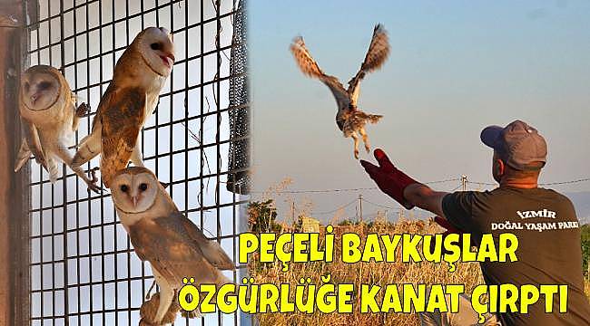 Doğal Yaşam Parkı'ndan Güzel Haber: 6 Peçeli Baykuş Yavrusu Yeniden Doğayla Buluştu 