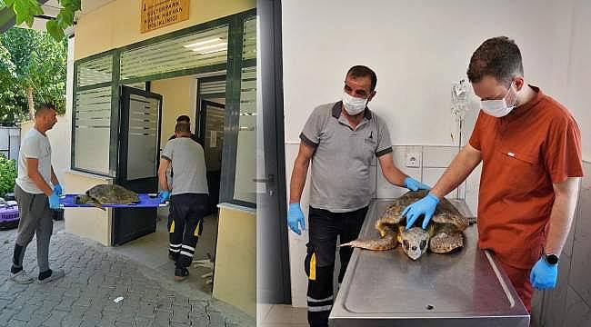 Körfez'de Caretta Caretta Kurtarma Operasyonu