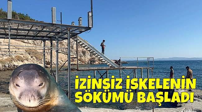 Ayıbalığı Koyu, Akdeniz Fokları İçin Yeniden Güvenli Hale Geliyor