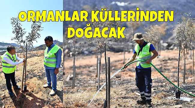 İzmir'de Yangından Etkilenen 15 Bin Ağaç İçin İyileştirme Seferberliği