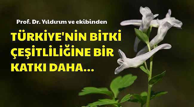 Yeni bir bitki türü keşfedildi: 'Latmos Kazgagası"' adıyla bilim dünyasına kazandırıldı