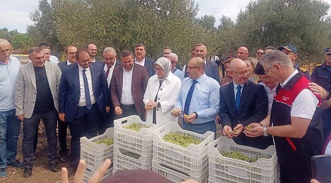 Ayvalık'ta Yılın İlk Zeytin Hasadı Yapıldı