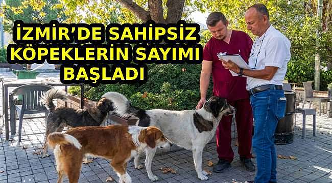 İzmir'de Sahipsiz Köpek Sayımı Başladı: Popülasyon Yönetimi İçin İlk Adım