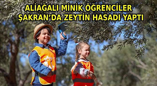 Minik Öğrenciler Şakran'da Zeytin Hasadı Yaptı