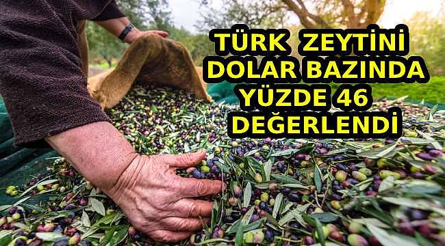 Türkiye'nin Sofralık Zeytin İhracatı Yükselişte: 210 Milyon Dolarla Rekor Kırdı 