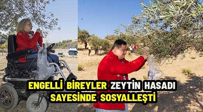 Engelli Bireyler İçin Zeytin Hasat Şenliği: Üretim ve Sosyalleşme Bir Arada