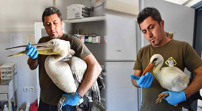 İzmir Doğal Yaşam Parkı, Yaralı Yaban Hayvanlarına Şifa Oluyor