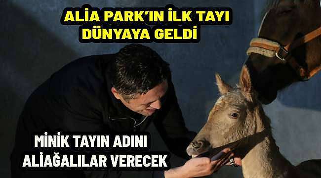 Alia Park Atla Terapi ve Rehabilitasyon Merkezi'nde İlk Tay Dünyaya Geldi