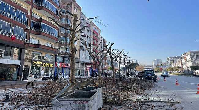 Manisa'da Çınar Ağaçlarına Kış Bakımı Yapıldı 